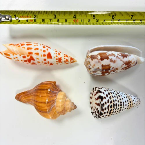 Natural Exotic Shells - Pack of 10 - Image 3