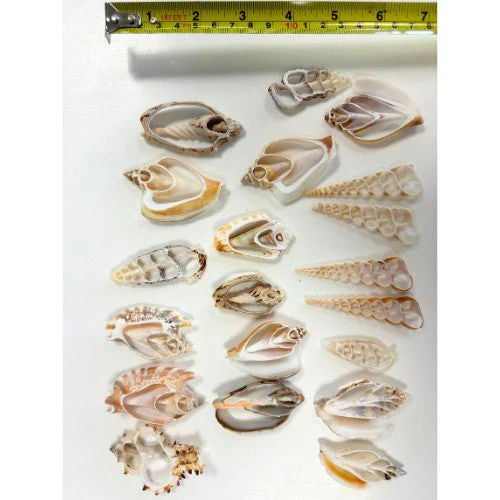 Natural Shell Slices - Pack of 20 - Image 3